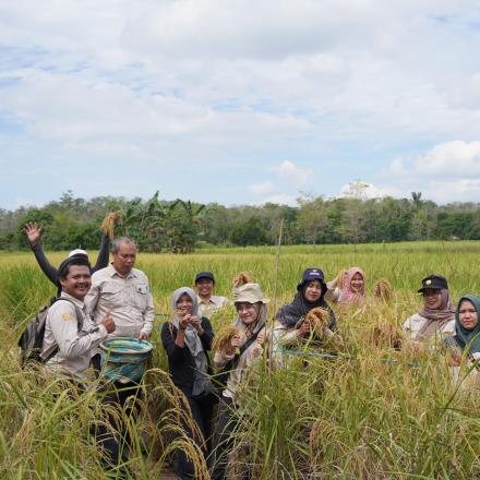 Ubinan  tanaman padi di desa bawahan seberang bersama BPP MATARAMAN